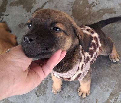 Support SPCA's collection day this Saturday