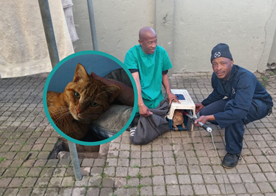 Mossel Bay cat rescue: Joint operation saves cat from drain entrapment