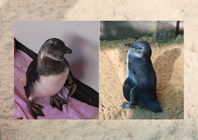 2 endangered rescue penguins recover at Saprec
