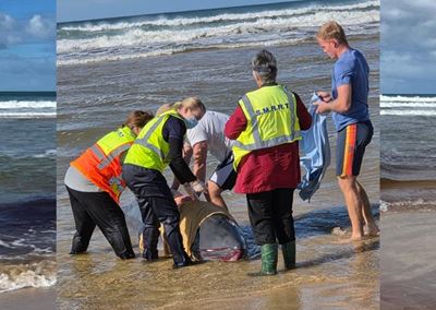 Stranded Kogia whale euthanised