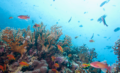 Think ocean conservation is only for marine biologists? Think again