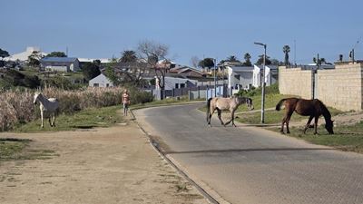 New strategy to tackle roaming horses