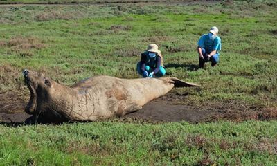 A rare guest to the Garden Route: male elephant seal hauls out