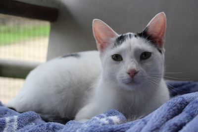 Ogies: Up for adoption