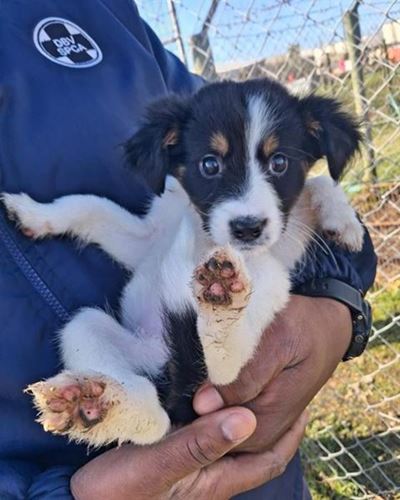 Drop in for SPCA's collection day