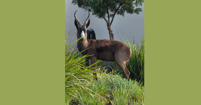 Kingswood mourns beloved springbok Siya