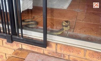 Snouted cobra slithers into Pretoria home