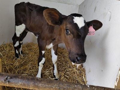 Garden Route FMD state vaccination continues, private roll-out said to take time