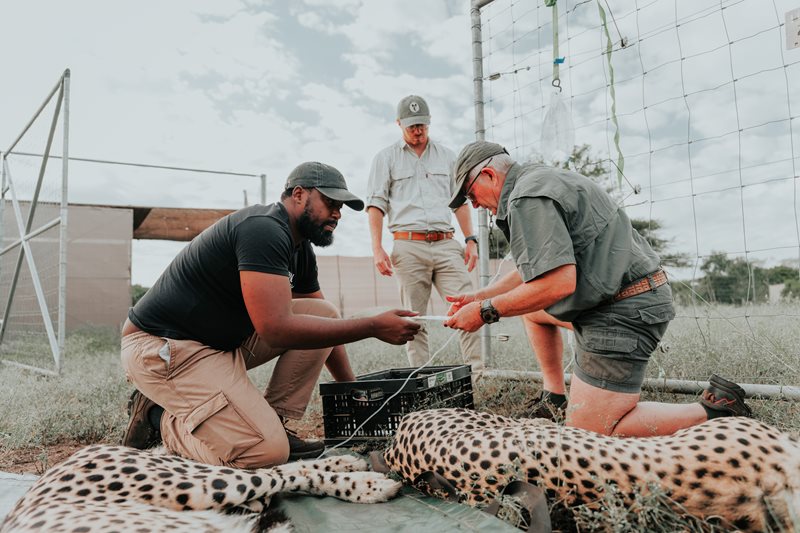 Historic partnership powers next era of cheetah conservation in Africa