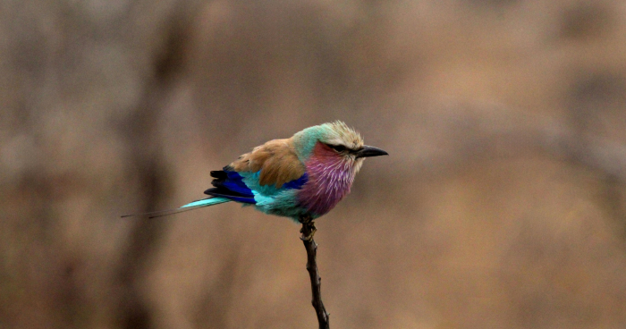 Kruger National Park named among world’s top 10 birdwatching destinations