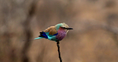 Kruger National Park named among world’s top 10 birdwatching destinations