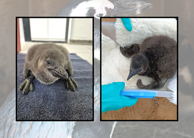 Endangered penguin chicks growing bigger by the day