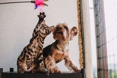 SPCA hosts AGM in George tomorrow