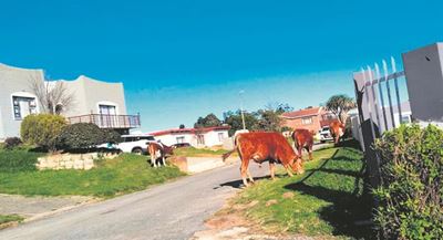Pressure mounts over roaming cattle in Knysna