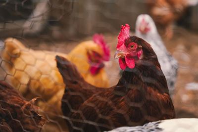 Poultry producers welcome bird flu vaccination regulations