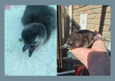 Critically endangered African penguin chicks hatch in Mossel Bay