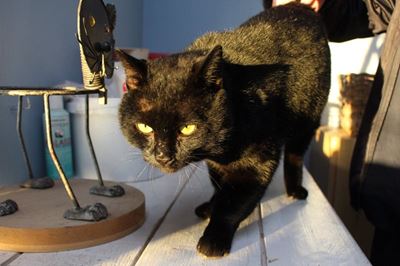 From stray to sweetheart: Romeo ready for adoption