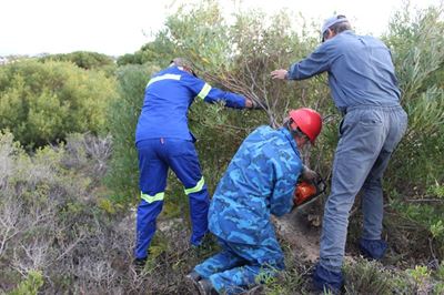 Kapgroep veg vir Stilbaai se fynbos