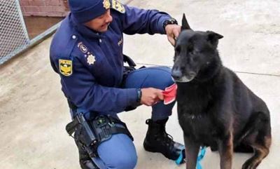 Police patrol dog Floppy killed in the line of duty in the Eastern Cape
