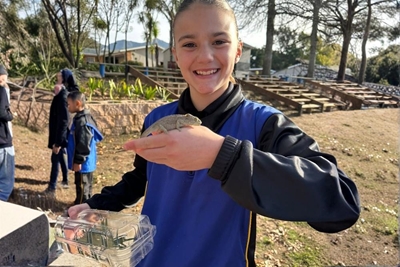 Learners rescue 160 chameleons
