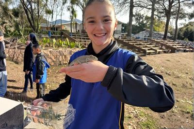 Learners rescue 160 chameleons