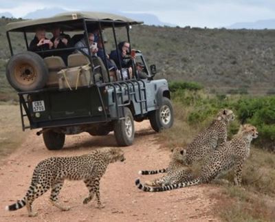 Best of Hessequa: Garden Route Game Lodge