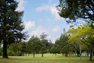 Rebuilding greener: George Municipality shares tree-planting guide after storms