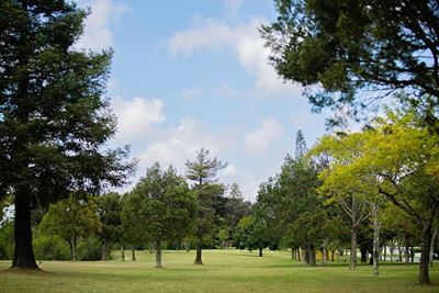 Rebuilding greener: George Municipality shares tree-planting guide after storms