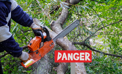 Extreme danger when cutting trees near power lines – safety warning from George Municipality Electrotechnical Services