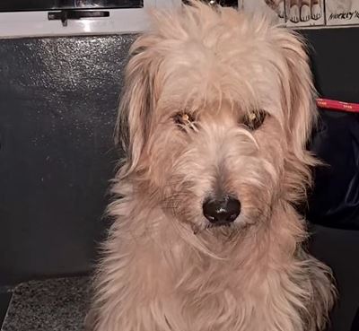Mossel Bay man remains in custody after alleged bestiality incident involving dog