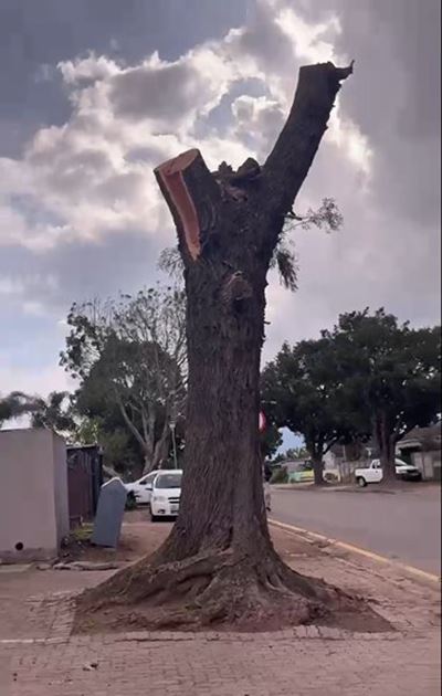 Check before you chop a tree