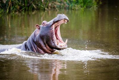 Best of Mossel Bay: Botlierskop Private Game Reserve 