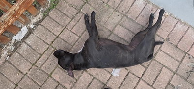 Family dog shot dead in Loerie Park