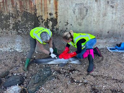 Dead baby dolphin recovered at Herolds Bay