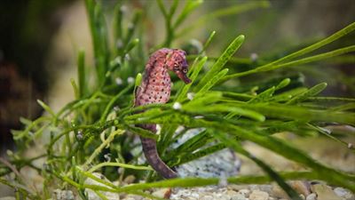 Knysna's seahorse takes centre stage in TV conservation programme