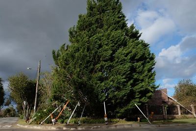 George’s iconic Heatherpark christmas tree saved after windstorm