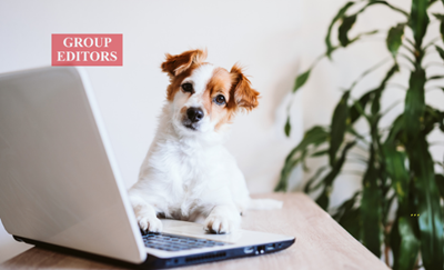 A thoughtful approach to take your dog to work day