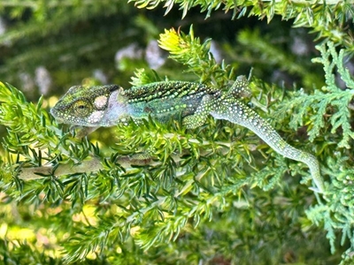 Volunteers invited to help rescue chameleons at Stander Street site