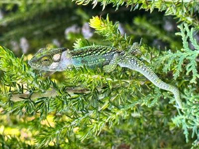 Volunteers invited to help rescue chameleons at Stander Street site