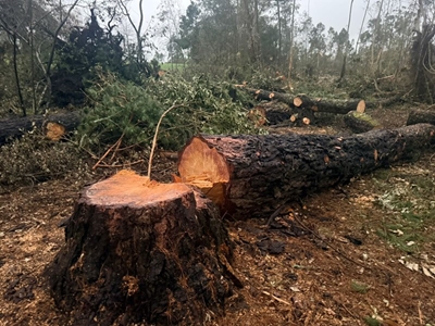 Residents up in arms over ongoing tree removal in green belt