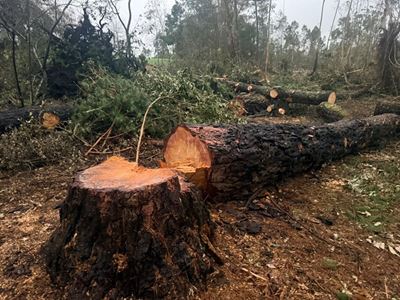 Residents up in arms over ongoing tree removal in green belt