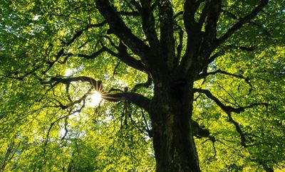SA, let’s make history: Plant 10 million trees on Heritage Day as part of Ramaphosa’s 1 billion trees programme
