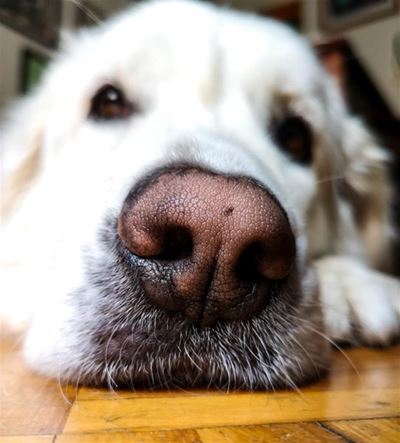 Odin and it's doggies need our help
