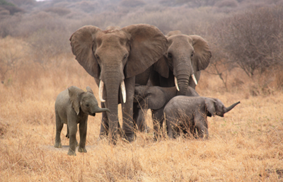 National Elephant Heritage Strategy published by Minister Aucamp