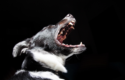 8 dogs euthanised after woman mauled to death in Klerksdorp