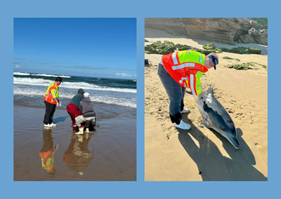 Dolphin washes ashore in Dana Bay
