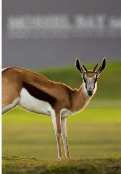 Best of Mossel Bay - Mossel Bay Golf Estate 