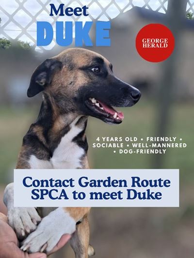Meet Duke at the SPCA to adopt