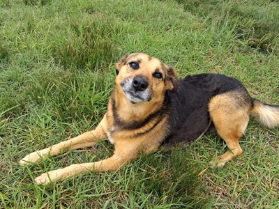 Lovely Lady is ready to come home to a loving family 