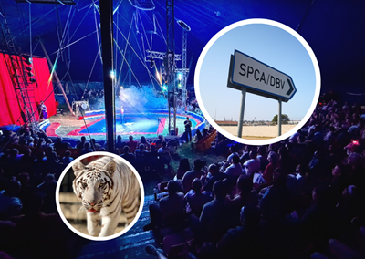 SPCA, circus owner differing views on animal welfare in Hartenbos show